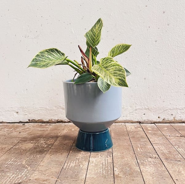 Matera Noyau II - Imagen 4